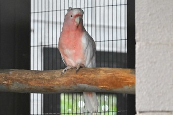 モモイロインコ 場所が不明 2023年7月9日(日)