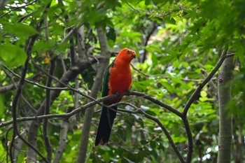 キンショウジョウインコ 場所が不明 2023年7月9日(日)