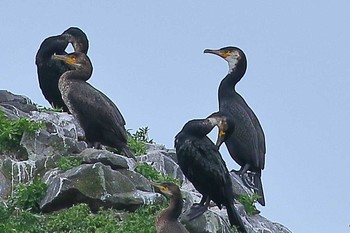 ウミウ 場所が不明 2018年8月6日(月)