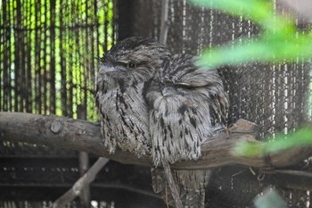 Tawny Frogmouth Unknown Spots Fri, 5/26/2023