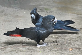 Red-tailed Black Cockatoo Unknown Spots Sun, 7/9/2023