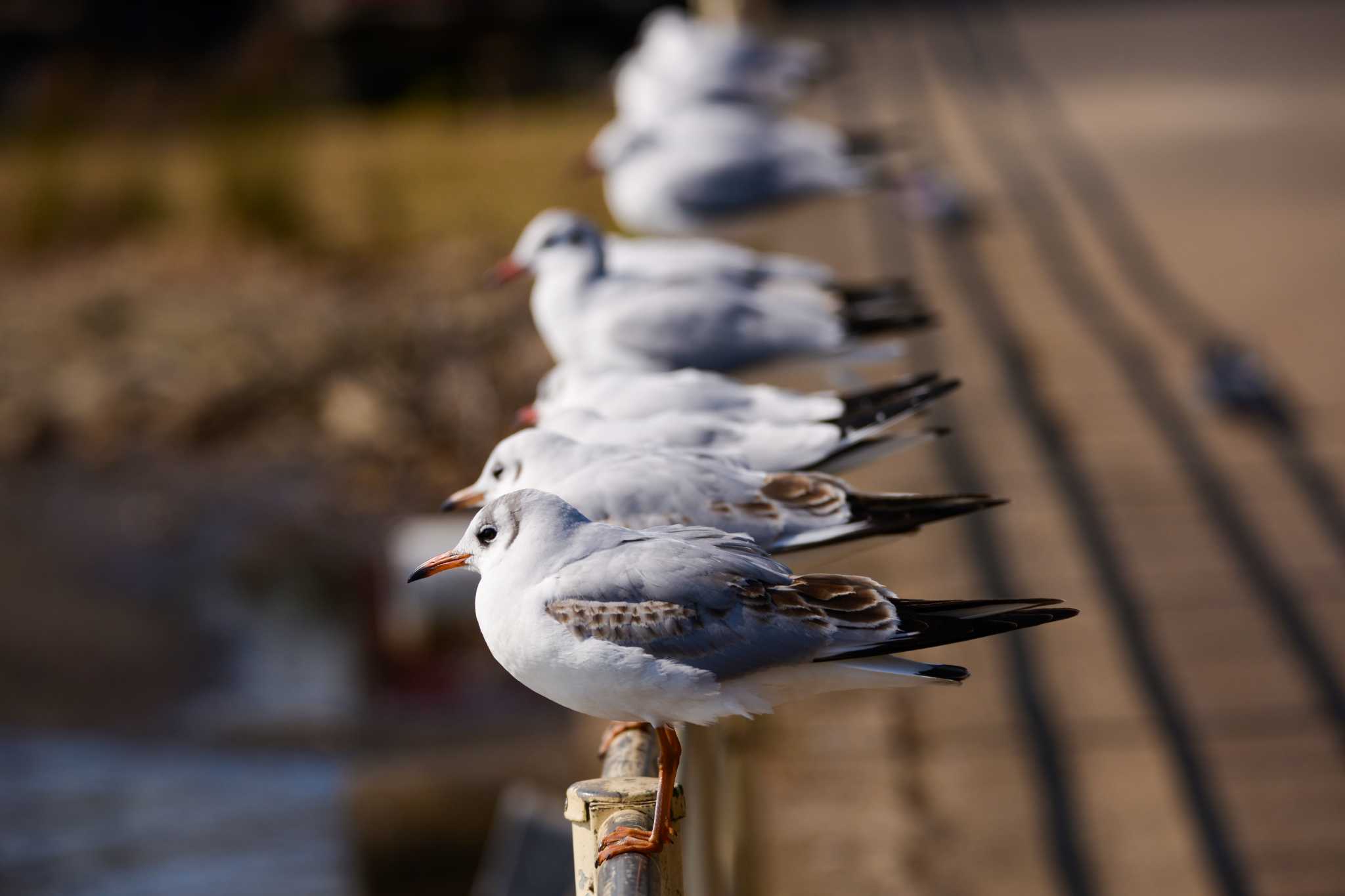 Photo of Black-headed Gull at Teganuma by Yokai