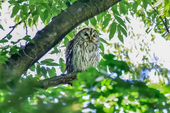 Ural Owl 野木神社(栃木県) Mon, 5/14/2018