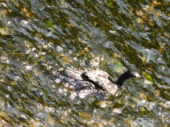 2023年7月10日(月) 平和の森公園、妙正寺川の野鳥観察記録