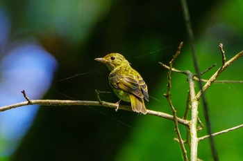 Tue, 7/4/2023 Birding report at 厚木七沢森林公園