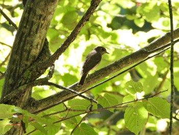 Asian Brown Flycatcher 山梨県 Mon, 7/10/2023