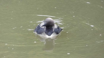 Pacific Loon 高槻市芥川下流 Mon, 7/10/2023