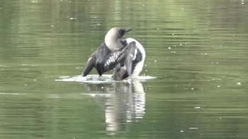 Pacific Loon 高槻市芥川下流 Mon, 7/10/2023