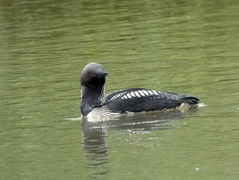 Pacific Loon 高槻市芥川下流 Mon, 7/10/2023