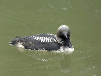 Pacific Loon 高槻市芥川下流 Mon, 7/10/2023