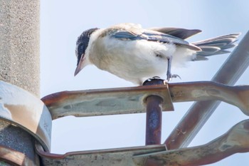 オナガ 三ツ池公園(横浜市鶴見区) 2023年7月2日(日)