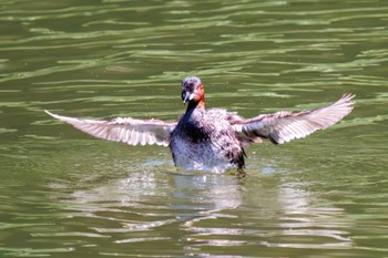 カイツブリ 三ツ池公園(横浜市鶴見区) 2023年7月2日(日)