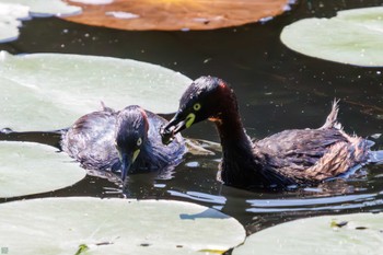 カイツブリ 三ツ池公園(横浜市鶴見区) 2023年7月2日(日)