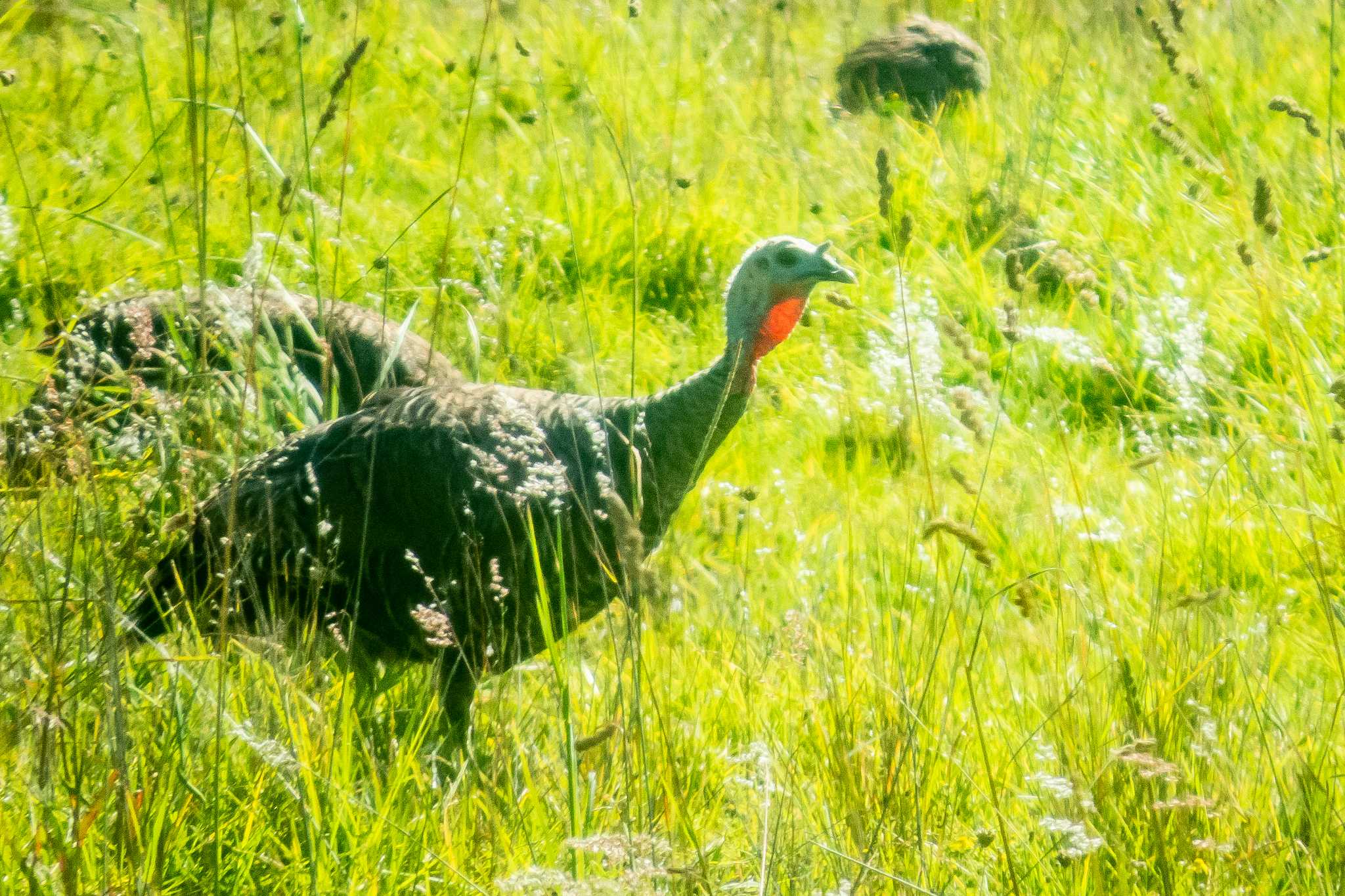 Photo of Wild Turkey at ハワイ州 by ときのたまお
