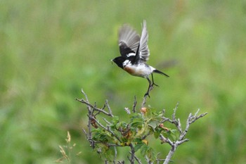 Fri, 6/30/2023 Birding report at 小清水原生花園