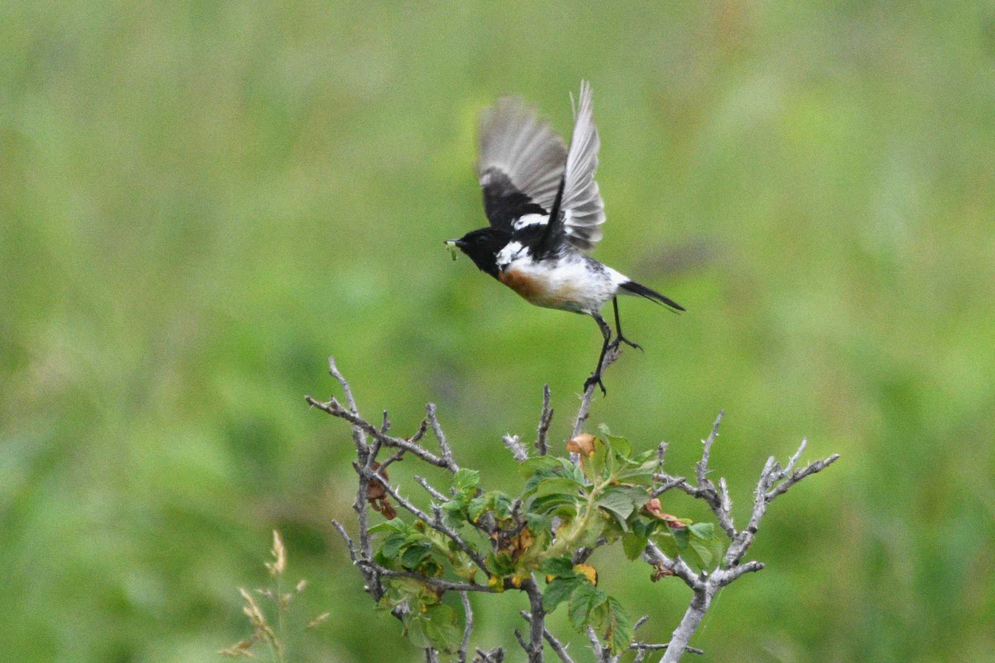 Amur Stonechat