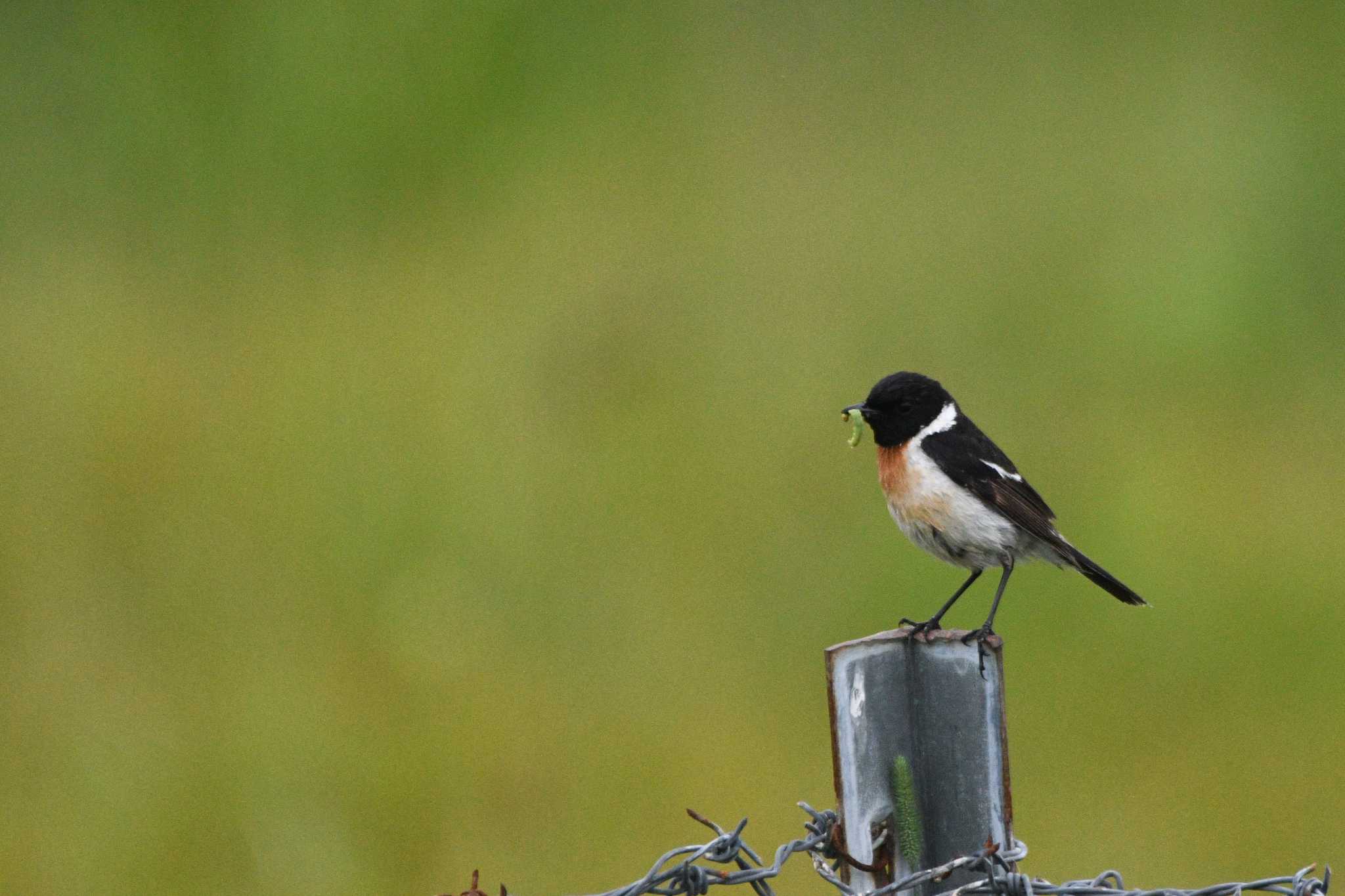 Amur Stonechat