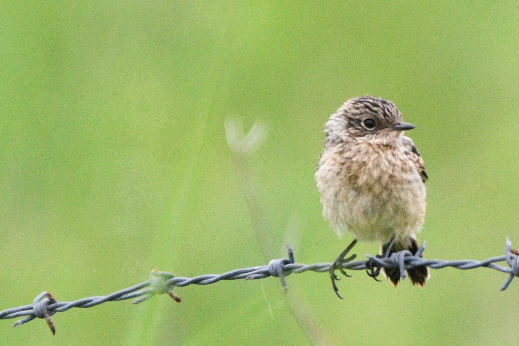 Photo of Amur Stonechat at 小清水原生花園 by geto