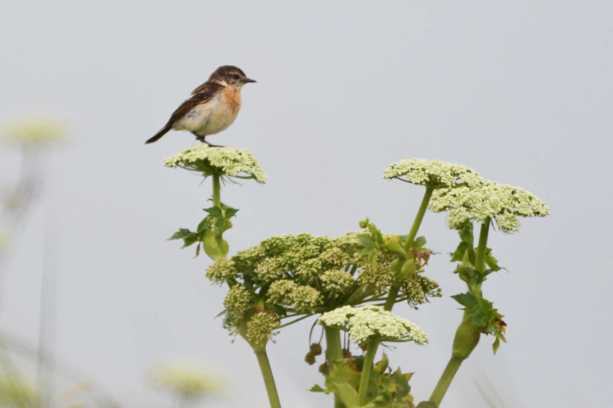 Amur Stonechat