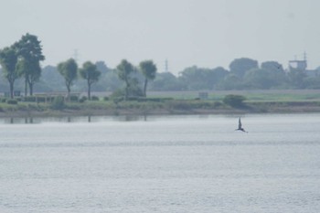 Common Tern Watarase Yusuichi (Wetland) Wed, 6/21/2023