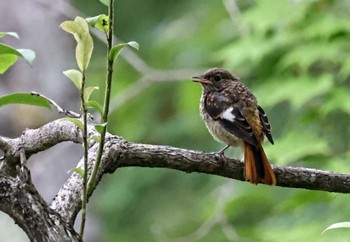 2023年7月10日(月) 長野県富士見町の野鳥観察記録