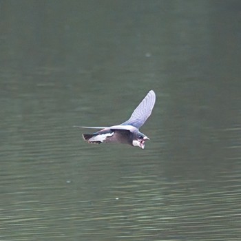 White-throated Needletail Nishioka Park Mon, 7/10/2023