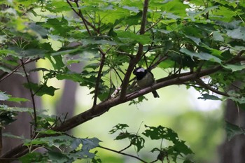 ヒガラ 西岡公園(西岡水源地) 2023年7月10日(月)