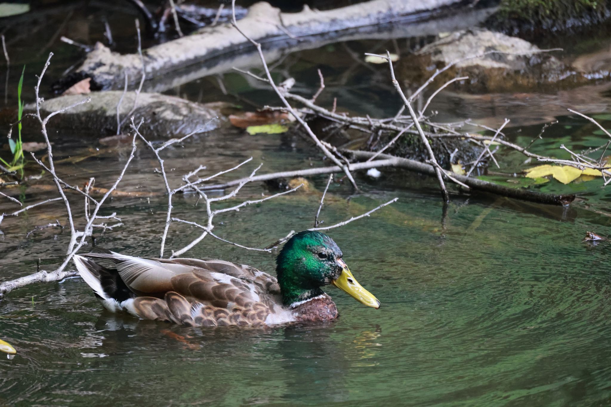 Photo of Mallard at Nishioka Park by will 73