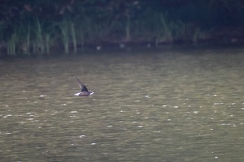 White-throated Needletail Nishioka Park Mon, 7/10/2023