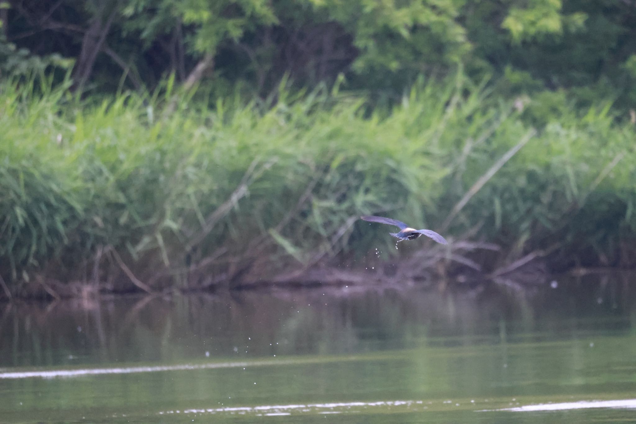 Photo of White-throated Needletail at Nishioka Park by will 73