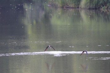 White-throated Needletail Nishioka Park Mon, 7/10/2023