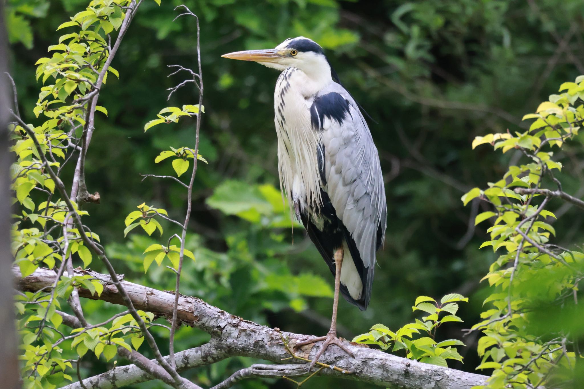 Grey Heron