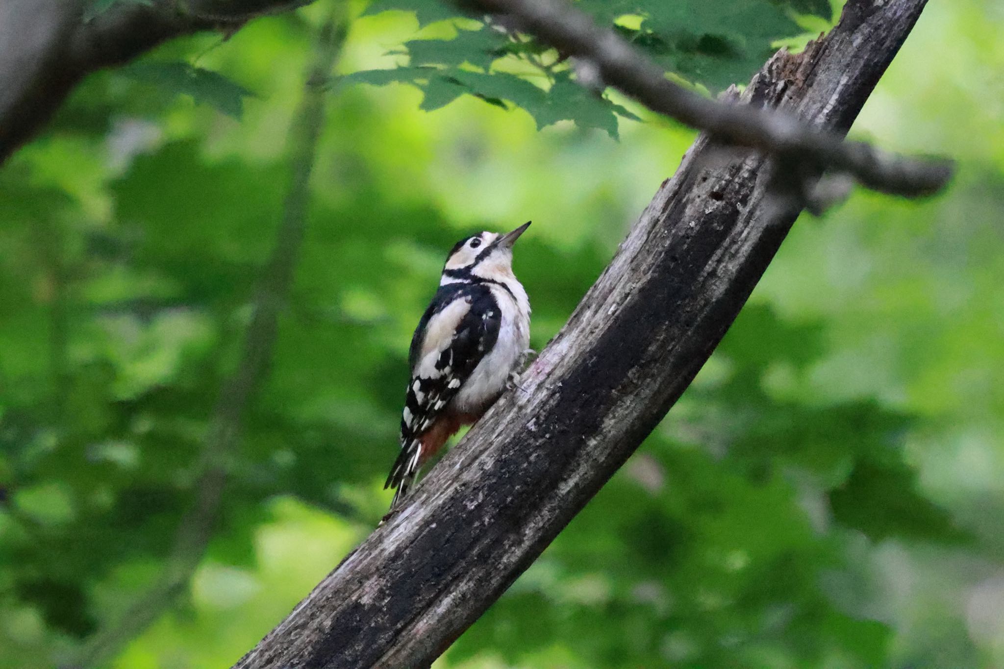 Great Spotted Woodpecker