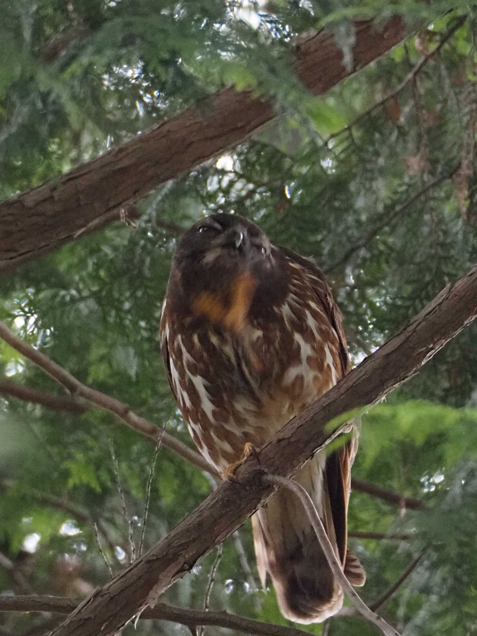 猪名部神社(三重県員弁郡) アオバズクの写真 by MaNu猫