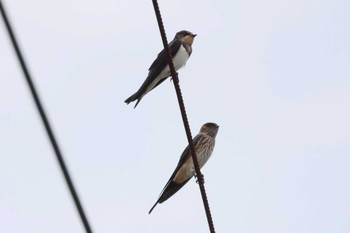 Red-rumped Swallow 東京都 Sun, 7/9/2023