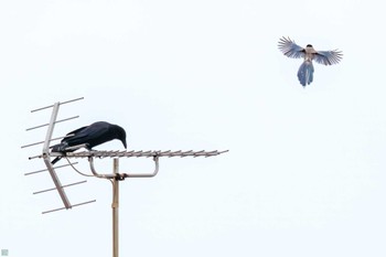 2023年7月4日(火) 鶴見川の野鳥観察記録