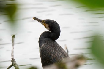 Great Cormorant 八ッ谷池(豊田市) Sun, 7/9/2023