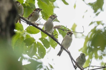 スズメ 八ッ谷池(豊田市) 2023年7月9日(日)