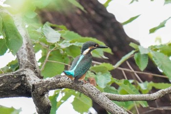 Common Kingfisher 八ッ谷池(豊田市) Sun, 7/9/2023