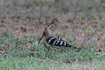 2023年6月21日(水) 包頭市(中国)の野鳥観察記録