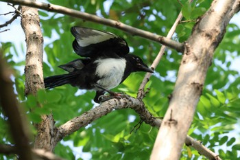 カササギ 青龍山公園(営口市) 2023年6月24日(土)