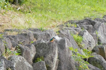 Common Kingfisher 竹村新池公園(豊田市) Sun, 7/9/2023