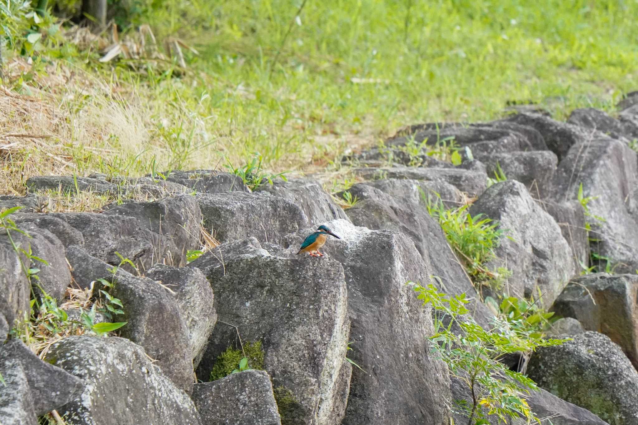 竹村新池公園(豊田市) カワセミの写真 by porco nero