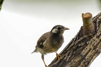 2023年7月9日(日) 竹村新池公園(豊田市)の野鳥観察記録