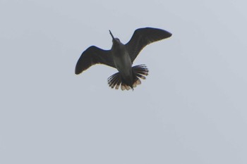 オオジシギ 春国岱原生野鳥公園(根室) 2023年6月16日(金)