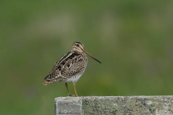 オオジシギ 春国岱原生野鳥公園(根室) 2023年6月16日(金)