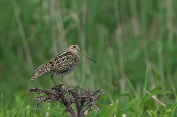 Latham's Snipe Shunkunitai Fri, 6/16/2023