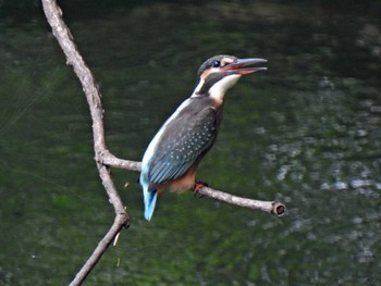 Common Kingfisher 各務野自然遺産の森 Mon, 7/10/2023