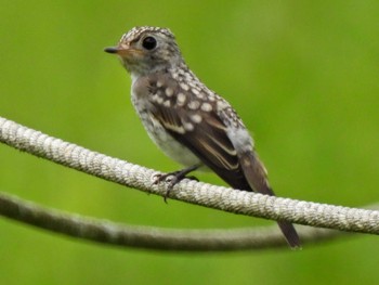 Asian Brown Flycatcher 各務野自然遺産の森 Mon, 7/10/2023