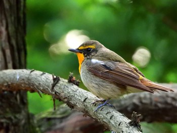 Sun, 5/21/2023 Birding report at マイフィールドa